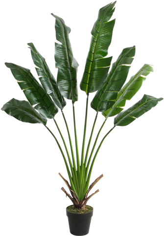 Travellers Tree 8 Leaves 150cm - Ravenala Madagascariensis (500x500), Png Download