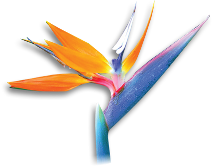 Bird Of Paradise (427x354), Png Download