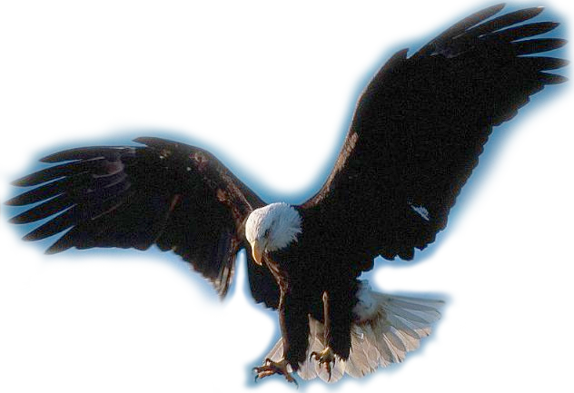 Ii - Eagle (632x433), Png Download
