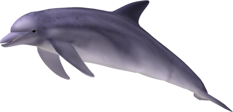 Spinner Dolphin Clipart Purple - Dolphin Png (750x361), Png Download
