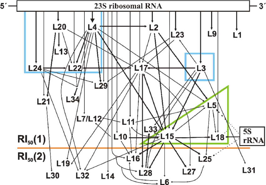 Assembly Map Of The 50s Subunit - Diagram (850x592), Png Download
