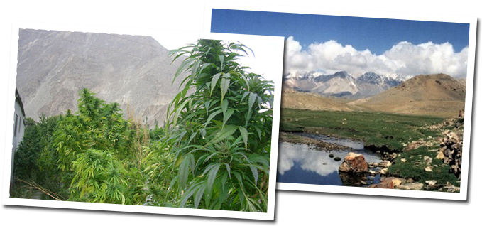 Kush Landscapes Polaroids - Wild Weed Vs Homegrown (700x350), Png Download