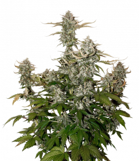 Candy Dawg Auto - Autoflowering Cannabis (400x320), Png Download