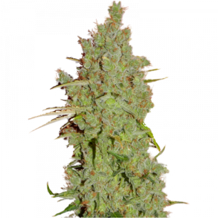 Kush (600x315), Png Download