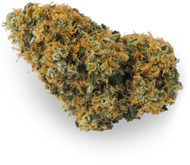 Non-vascular Land Plant (644x775), Png Download