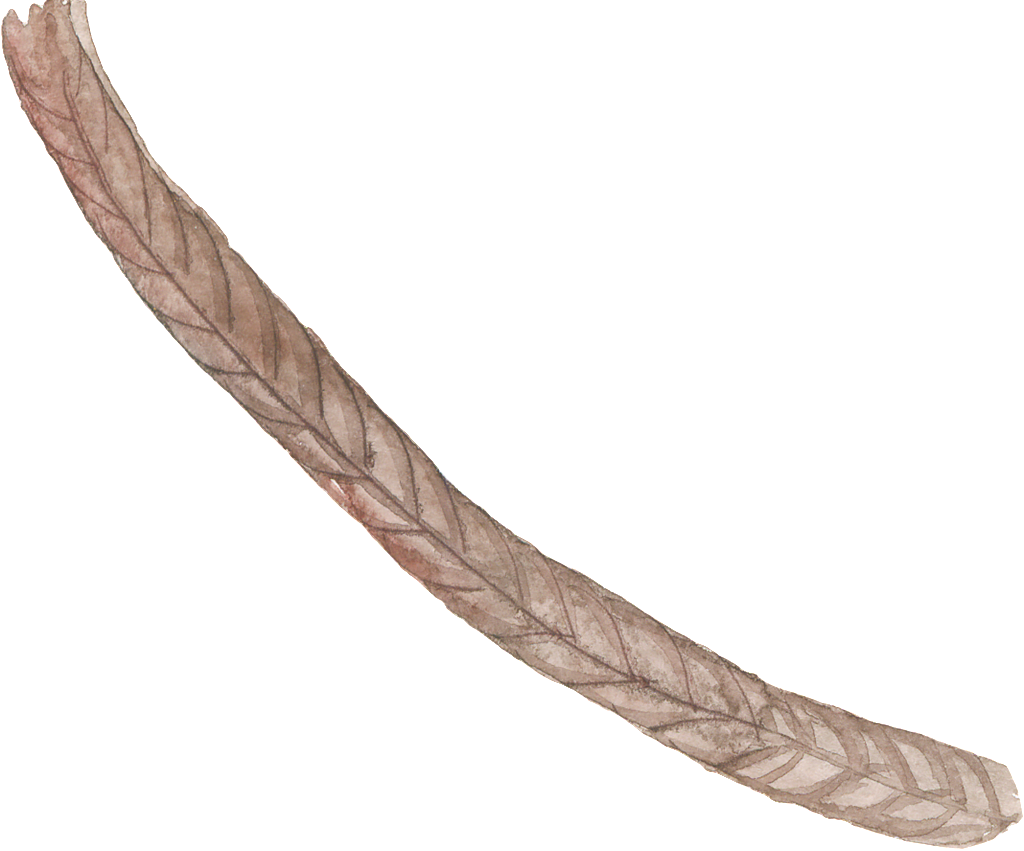 Strip Rope Cartoon Transparent - Cartoon (1024x851), Png Download