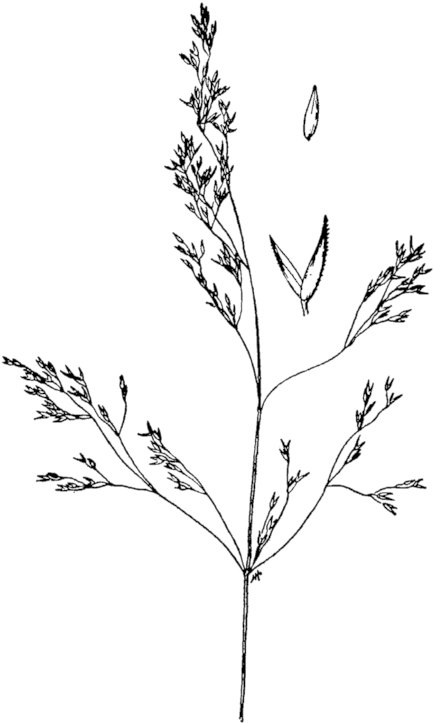 Agrostis Idahoensis Drawing - Agrostis Gelida (460x768), Png Download