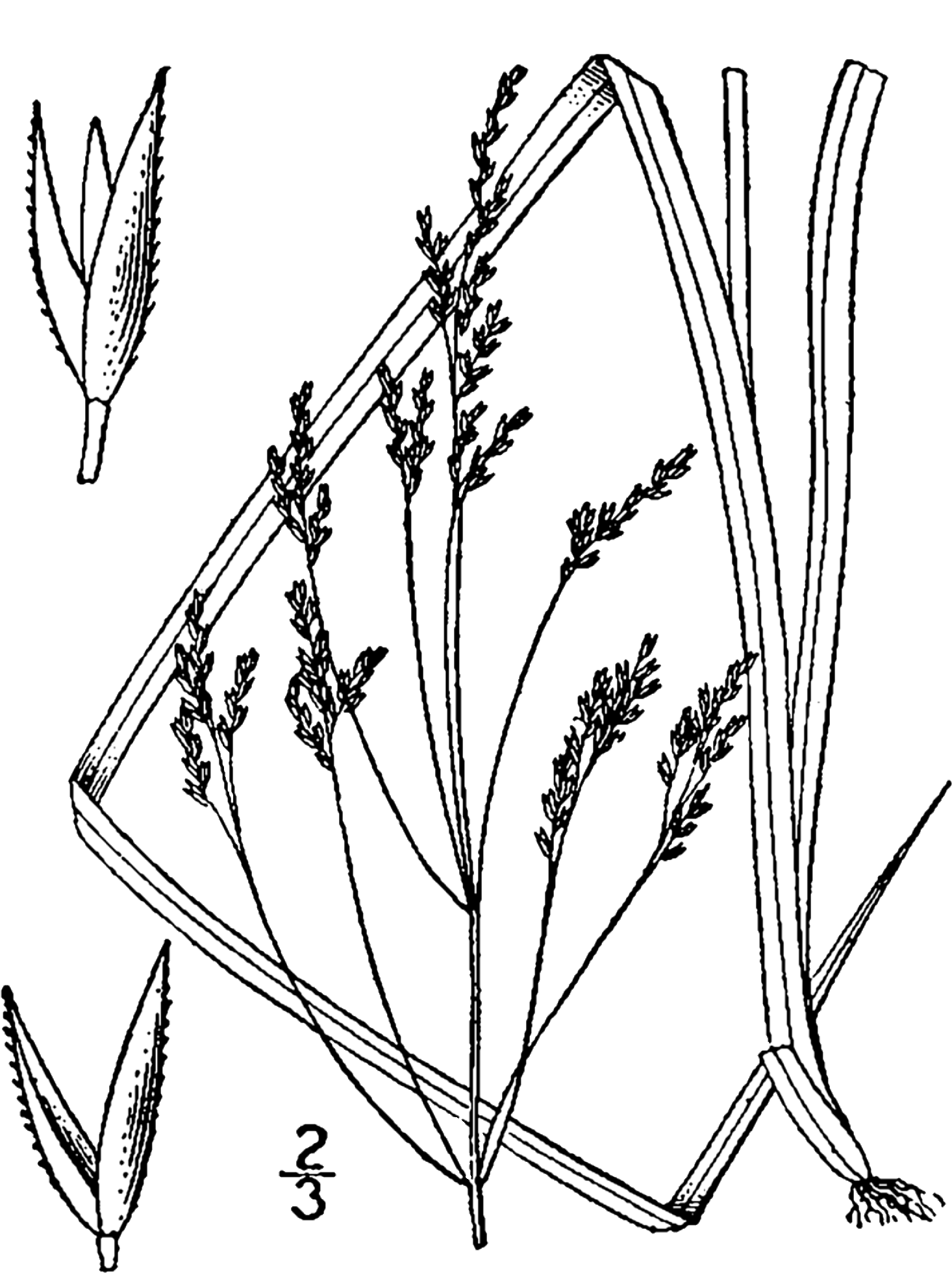 Agrostis Perennans Drawing - Agrostis Perenans (1532x2000), Png Download