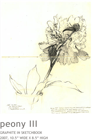 Peony3 - Sketch (634x510), Png Download