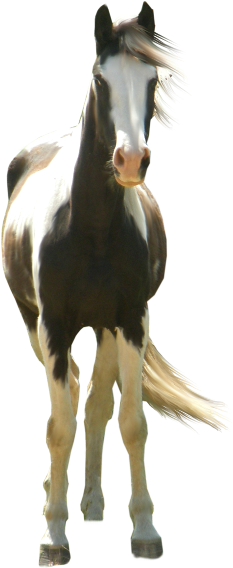 Type Hd, Three Horses - Paint Horse Transparent (900x1239), Png Download