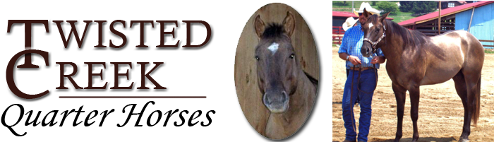 Twisted Creek Quarter Horses For Sale Franklin Nc North - North Carolina (770x200), Png Download