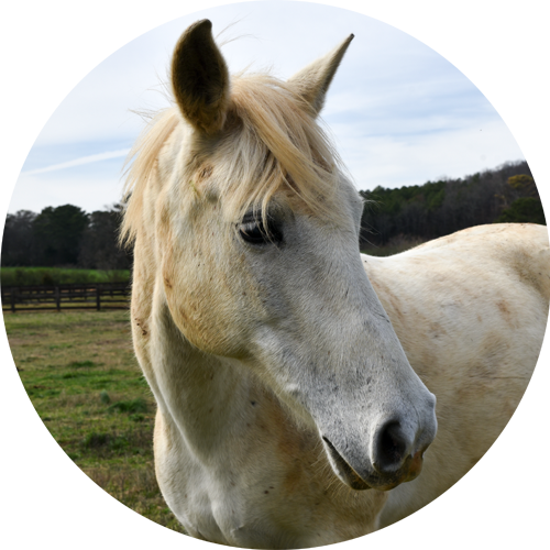 Snickerdoodle - Stallion (500x500), Png Download