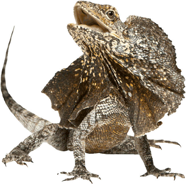 Frilled-lizard - Frilled Neck Lizard Png (675x667), Png Download