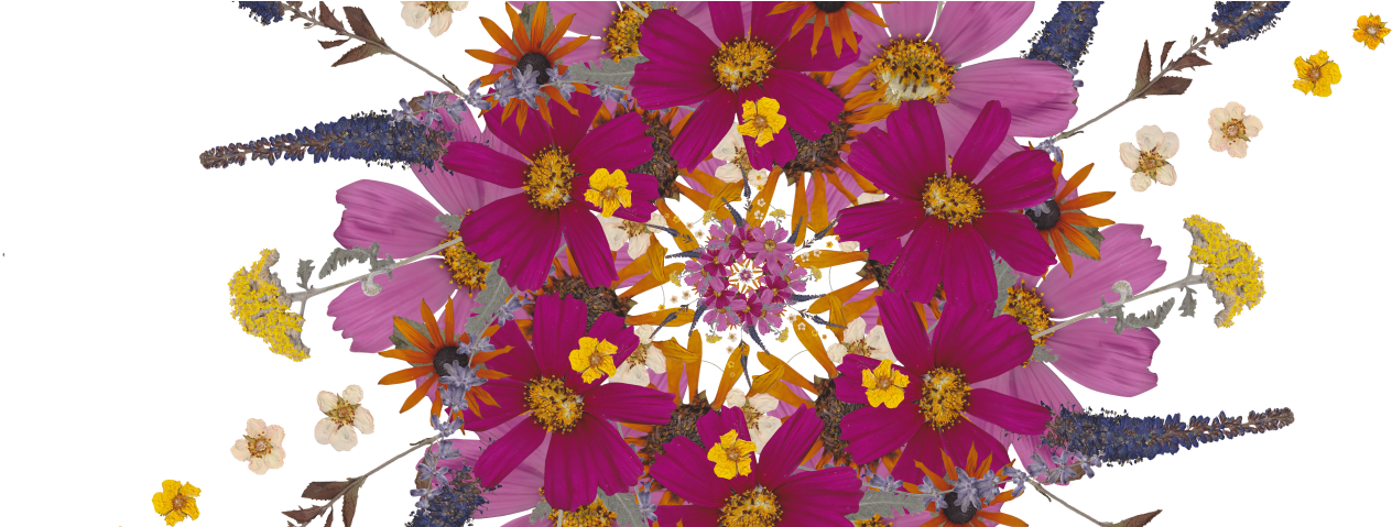 Home » Home » Fresh Flower Mandala - Mandala (1348x478), Png Download