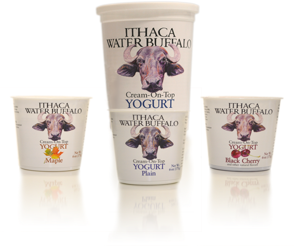 Greek Yogurt - - Buffalo Yogurt (600x550), Png Download