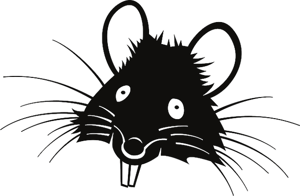 Rat Clipart Tikus - Rat Cartoon Face (612x400), Png Download