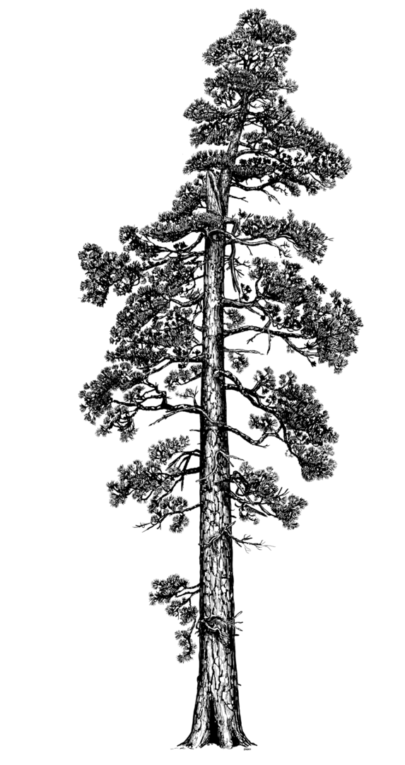 Photo By Terry Asker - Coastal Redwood Tree Illustration (720x1080), Png Download