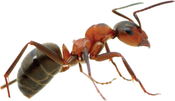 Control De Plagas - Hormiga En Png (600x409), Png Download