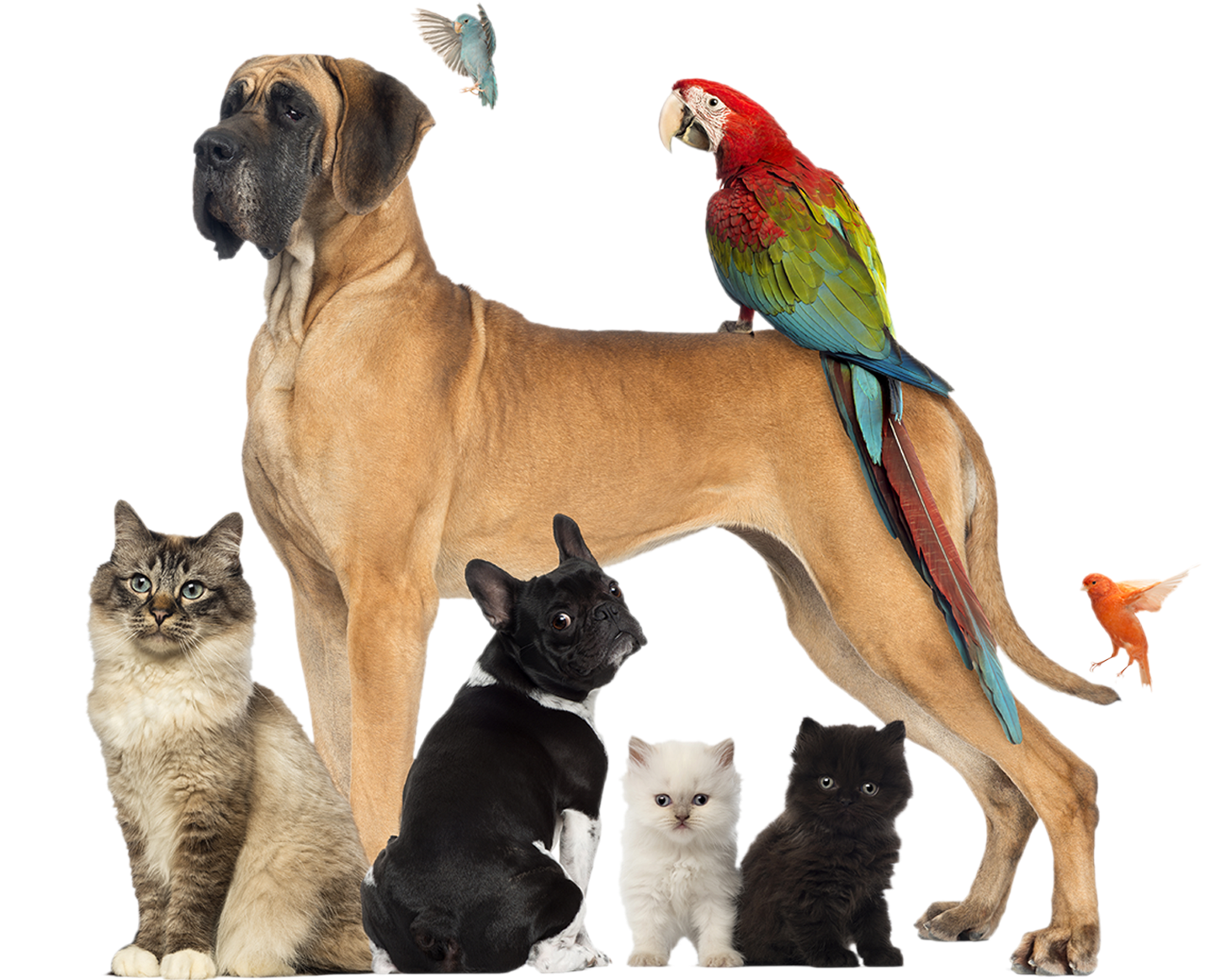 Produtos De Pet Shop E Serviço De Veterinária No Mesmo - Cute Animals That Would Make Great Pets: Top 100 (1499x1240), Png Download