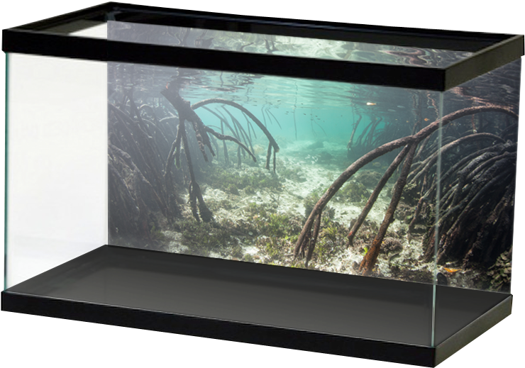 Aquariumvinyl Mangroveroots3background (800x800), Png Download