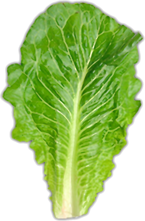 Usually About One Large Leaf - Romaine Lettuce (490x743), Png Download