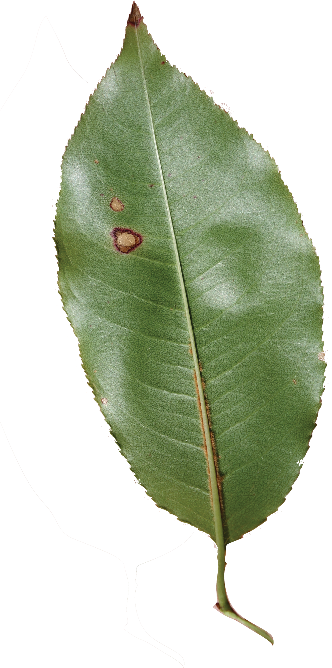 Prunus Serotina Leaves - Canoe Birch (1200x2246), Png Download