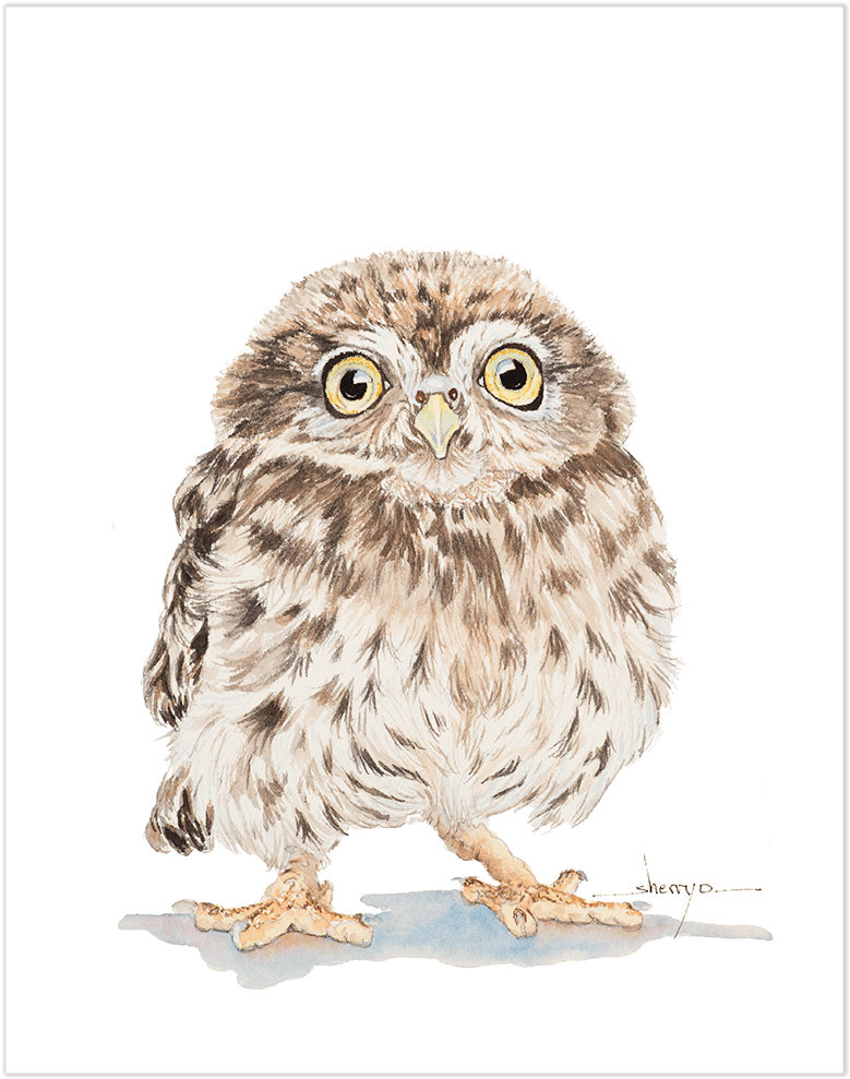 Baby Owl Wall Art - Great Grey Owl (1000x1000), Png Download