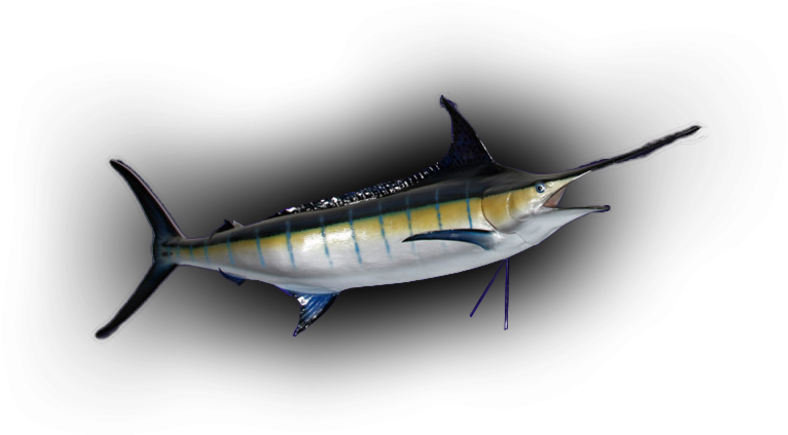 Blue Marlin Fish Mount Replica - Blue Marlin (800x434), Png Download