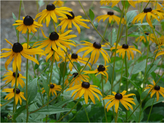 The Black Eyed Susan - ブラック ジャック ゴールド ルドベキア (631x651), Png Download