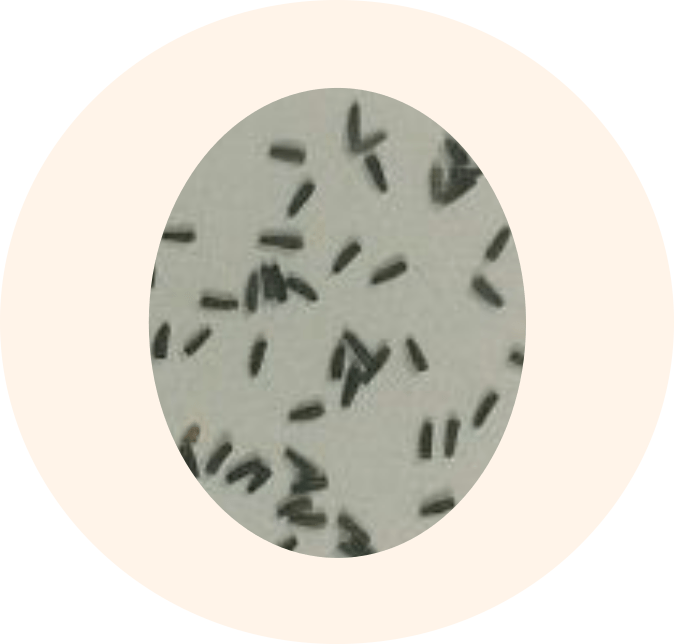 Pioneer Plant Americas Most Common Wildflower Meadow - Black-eyed Susan (674x644), Png Download