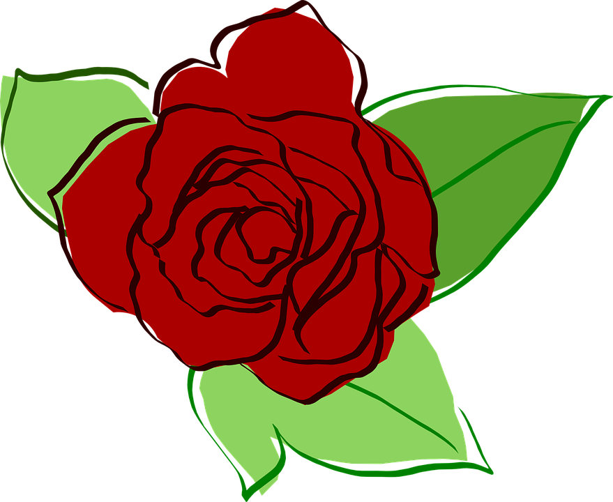 Rosa Vermelha Desenho Png - Red Rose Draw Png (879x720), Png Download