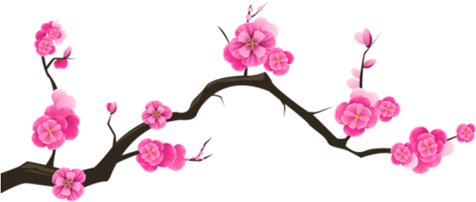 Flores Flor Bonita Rosa 8 Png - Cherry Blossom Transparent Background (678x295), Png Download