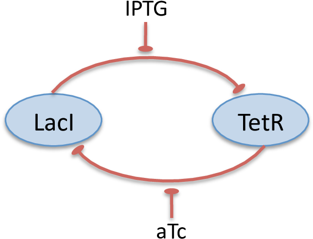 Conceptual Diagram Of Laci/tetr Toggle Switch - Conceptual Model (651x543), Png Download