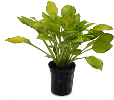 Aglaonema Freedman (375x375), Png Download