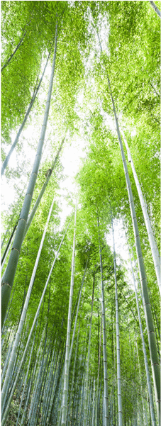 Bamboo Forest (600x600), Png Download