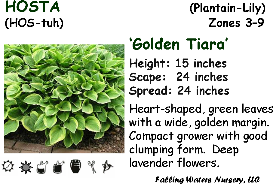 Available In 1-2 Gallon Pot - Gardening (934x638), Png Download
