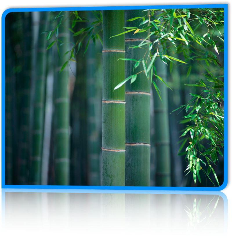 Bamboo - Painting Of Bamboo Forest (800x822), Png Download