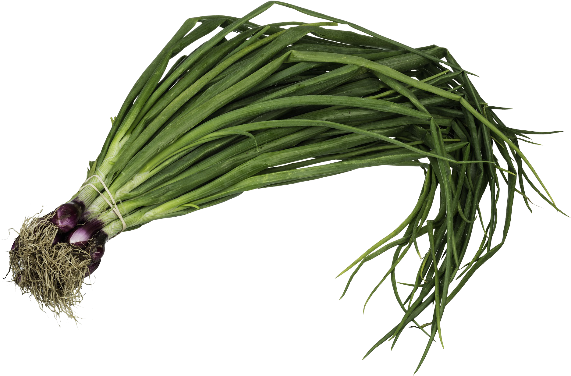 Kale - Planta De Cebolla De Verdeo (1920x1276), Png Download