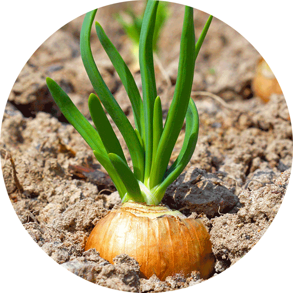 Onions - Vegetable (600x600), Png Download