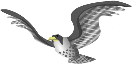 Illustration Of A Falcon - Bald Eagle (480x480), Png Download