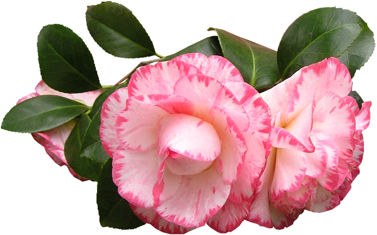 Camellia Flowers Leaves - Camelias Png (1280x824), Png Download