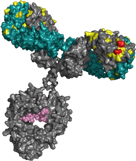 Igm Antibody - Antibody (514x540), Png Download