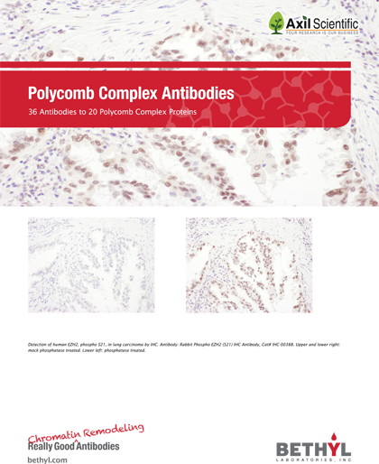 Since Its Founding In 1972, Bethyl Has Manufactured - Axil Scientific (420x514), Png Download