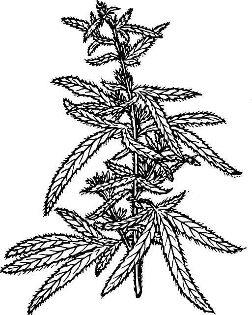 Marijuana Weed, Ing, Sketch Template - Hemp (513x640), Png Download