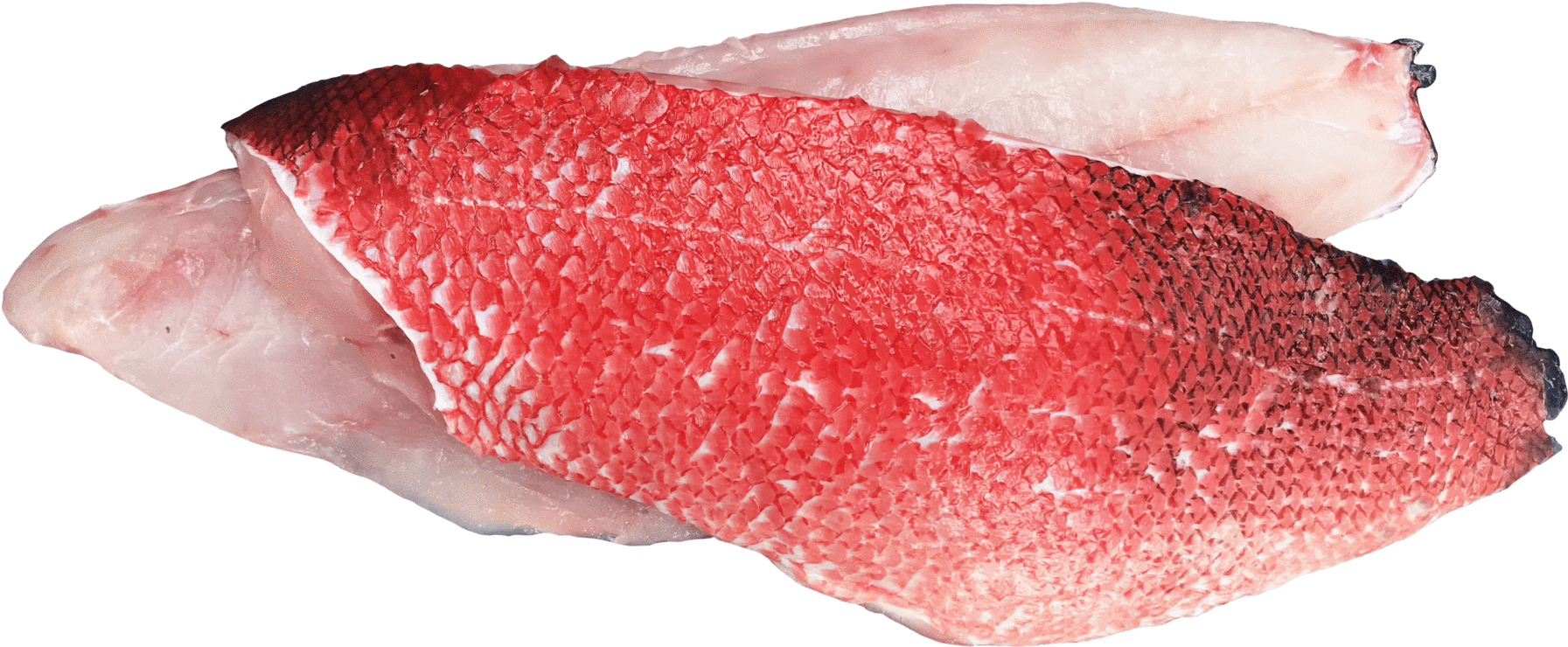 Load Image Into Gallery Viewer, California Sheephead, - California Sheephead (2048x1536), Png Download