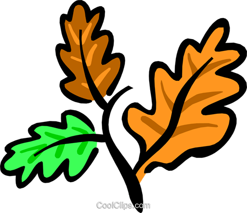 Autumn Leaves Royalty Free Vector Clip Art Illustration - Characteristics Of The Trees (480x414), Png Download