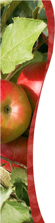 Email - Bigapple@eagle - Ca - Mcintosh (193x730), Png Download