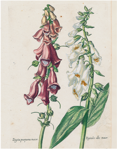 Double Foxglove - Digitalis (500x500), Png Download