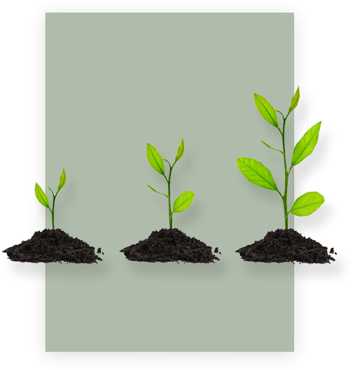 Plant Growth Products - Market (700x540), Png Download