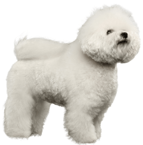 Bichon Frise Png (567x489), Png Download